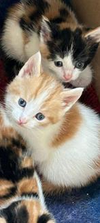 Nog 1 kater te koop van een nest van 4, Kater