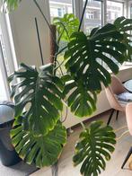 Monstera Deliciosa, Huis en Inrichting, Ophalen, Overige soorten, 100 tot 150 cm