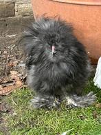 Usa zijdehoen haan, Dieren en Toebehoren, Pluimvee, Mannelijk, Kip