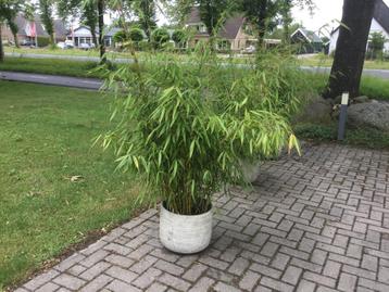 Fargesia Robusta Pingwu, niet woekerende bamboe!!! beschikbaar voor biedingen