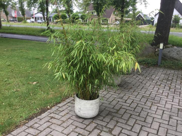 Fargesia Robusta Pingwu, niet woekerende bamboe!!!, Tuin en Terras, Planten | Tuinplanten, Vaste plant, Overige soorten, Volle zon