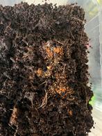 Oranje springstaartjes, Dieren en Toebehoren, Insecten en Spinnen, Bijen