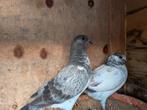 Duiven, Dieren en Toebehoren, Pluimvee, Meerdere dieren, Kip