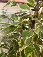 Ficus Benjamina - 100cm kamerplant, Huis en Inrichting, Ophalen, Ficus, 100 tot 150 cm, Halfschaduw
