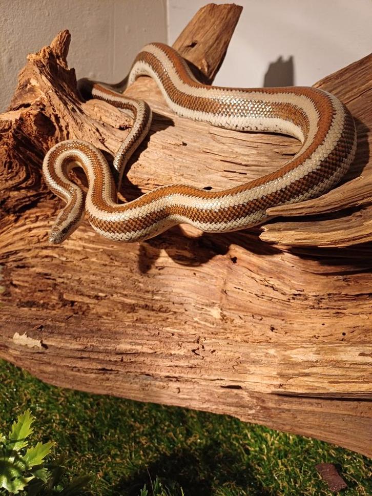Rosy boa's