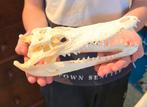 Schedel Siamese krokodil €100,- AKTIE, Ophalen of Verzenden, Schedel