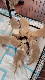 AMERICAN BULLY POCKET – PUPS TE KOOP, Rabiës (hondsdolheid), Overige rassen, 8 tot 15 weken, Meerdere