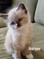 Lieve Ragdoll kittens te koop, Kater, Gechipt, 0 tot 2 jaar