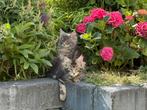 Prachtige raszuivere XXL Maine Coon kittens met stamboom, Dieren en Toebehoren, Meerdere dieren
