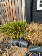 Twee soorten hoog gras, gratis afhalen, Tuin en Terras, Planten | Bomen, Ophalen, Overige soorten