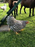 Kippen jonge hennen, Vrouwelijk, Kip