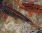 Koi, Dieren en Toebehoren, Vissen | Vijvervissen