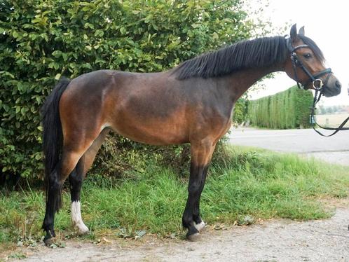 Welsh, new Forest, nrps jonge Ponys te koop, Dieren en Toebehoren, Pony's, Merrie, Recreatiepony, 0 tot 2 jaar, Gechipt