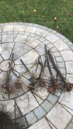 Yacon broedknol, Tuin en Terras, Ophalen of Verzenden, Overige soorten, Volle zon