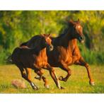 Paarden poster bij Stichting Superwens!, Verzamelen, Posters, Nieuw, Dier of Natuur, Rechthoekig Liggend, Ophalen of Verzenden