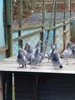 Prachtige postduiven te koop, Meerdere dieren, Overige soorten
