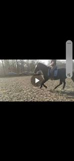 Dressuurzadel KM 17,5 inch luxemodel, Dieren en Toebehoren, Paarden en Pony's | Zadels, Ophalen of Verzenden, Zo goed als nieuw