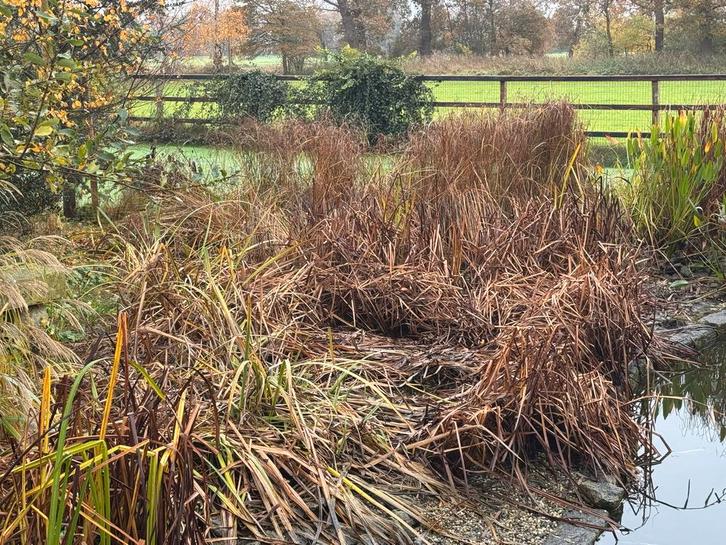 Mooie vijverplanten voor uw tuin, Tuin en Terras, Vijvers, Gebruikt, Ophalen of Verzenden