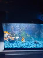 visaquarium, Dieren en Toebehoren, Vissen | Aquaria en Toebehoren, Ophalen of Verzenden, Zo goed als nieuw, Gevuld zoetwateraquarium