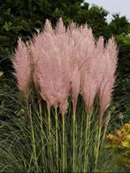 Pampasgras met roze pluimen, Volle zon, Vaste plant, Siergrassen, Ophalen of Verzenden