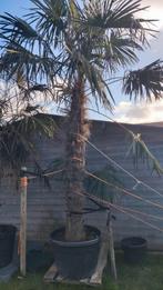 Chinese waaierpalm 230 cm stamhoogte, Tuin en Terras, Planten | Bomen, 250 tot 400 cm, Zomer, Palmboom, Ophalen