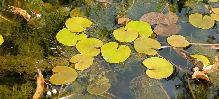 Kikkerbeet - 10 plantjes voor de vijver, Tuin en Terras, Planten | Tuinplanten, Vaste plant, Vijverplanten, Volle zon, Ophalen of Verzenden