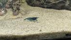 Blauwe garnalen, Kreeft, Krab of Garnaal
