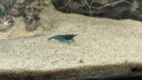 Blauwe garnalen, Dieren en Toebehoren, Vissen | Aquariumvissen, Kreeft, Krab of Garnaal