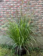XXL planten - Pennisetum alop. Hameln, Tuin en Terras, Planten | Tuinplanten, Ophalen, Volle zon, Vaste plant, Siergrassen