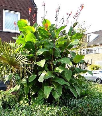Canna Indica (Hoge soort)  beschikbaar voor biedingen