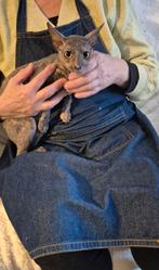 Lieve cornish Rex poesje te koop, Dieren en Toebehoren, Poes, Ontwormd, 0 tot 2 jaar