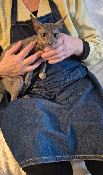 Lieve cornish Rex poesje te koop  beschikbaar voor biedingen
