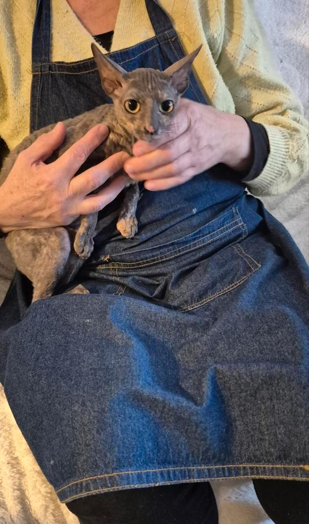 Lieve cornish Rex poesje te koop, Dieren en Toebehoren, Katten en Kittens | Raskatten | Korthaar, Poes, 0 tot 2 jaar, Ontwormd