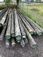 Cloeziana geschild te koop, Ophalen, Nieuw, 250 cm of meer, Palen