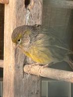 Kanaries te koop raza  geen ringetje, Dieren en Toebehoren, Vogels | Kanaries, Meerdere dieren, Kleurkanarie