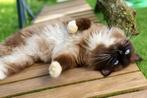 Mooie en lieve dekkater Seal Mitted (met stamboom) - Gouda