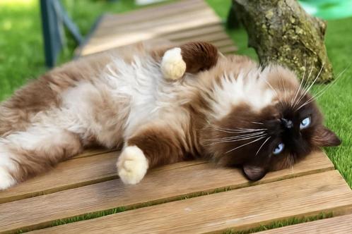 Mooie en lieve dekkater Seal Mitted (met stamboom) - Gouda, Dieren en Toebehoren, Katten en Kittens | Dekkaters