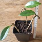 Hoya plantje - Kamerplant, Ophalen, Vaste plant, Halfschaduw, Klimplanten