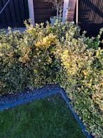 8 meter aan bosjes, Tuin en Terras, Planten | Bomen, Ophalen, Volle zon, Overige soorten