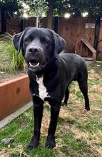 Boulab (labrador x Berner sennen), Dieren en Toebehoren, 15 weken tot 1 jaar, Reu, Groot, CDV (hondenziekte)