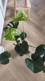 Monstera plant, Ophalen, Halfschaduw, Minder dan 100 cm