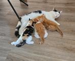 Boerderij katjes, Dieren en Toebehoren, Kater, 0 tot 2 jaar