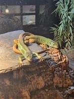 Koppel Lacerta schreiberi x Lacerta bilineata, Hagedis