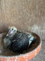jonge duif meerdaagse, Dieren en Toebehoren, Vogels | Duiven, Geslacht onbekend, Postduif