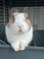 Loving Rabbit Looking for a New Home, Dieren en Toebehoren, Mannelijk, Dwerg