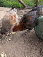 Diverse hanen, Dieren en Toebehoren, Pluimvee, Mannelijk, Kip