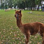 Mooie alpaca hengst te koop, Dieren en Toebehoren, September, Mannelijk