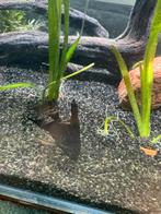 Maanvissen 2st, Dieren en Toebehoren, Vis