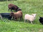 Ouessant lammeren bruin en wit, Dieren en Toebehoren, Schapen, Geiten en Varkens, Mannelijk, Schaap, 0 tot 2 jaar