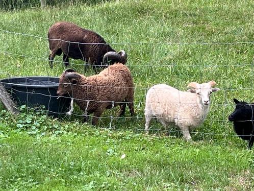 Ouessant lammeren bruin en wit, Dieren en Toebehoren, Schapen, Geiten en Varkens, Schaap, Mannelijk, 0 tot 2 jaar